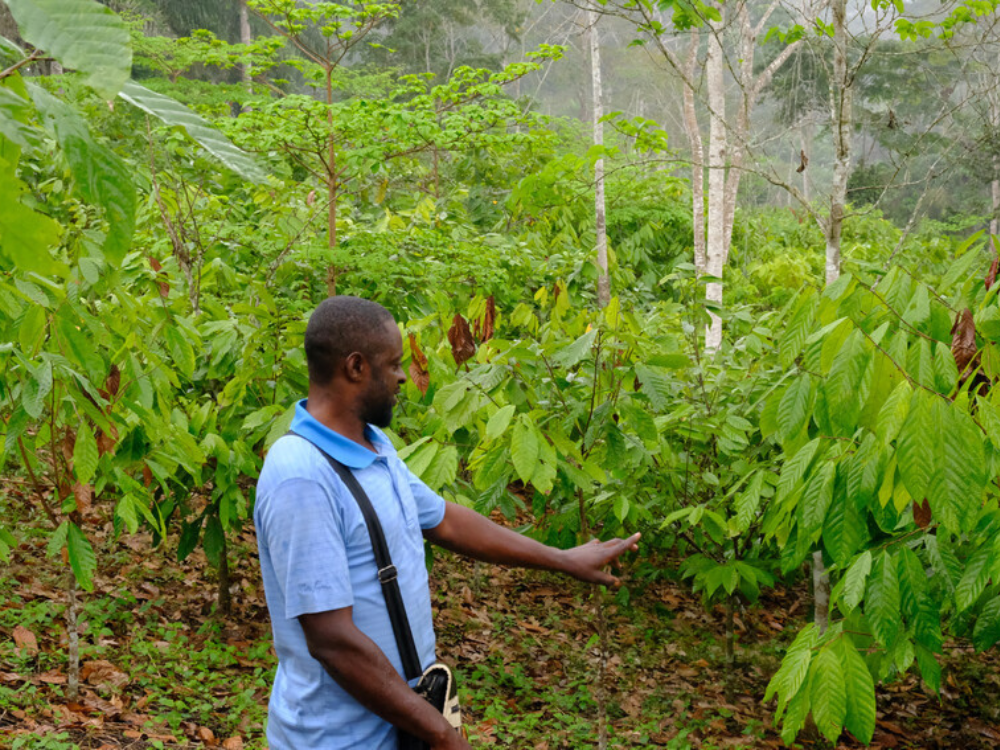 Cacaoschillen in D.R. Congo: van afval tot duurzame brandstof