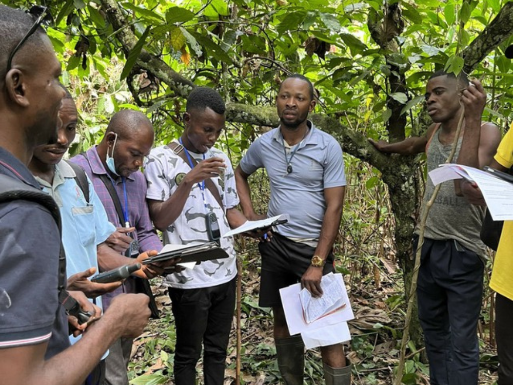 Congolese cacaoproducenten zijn klaar voor een digitale toekomst